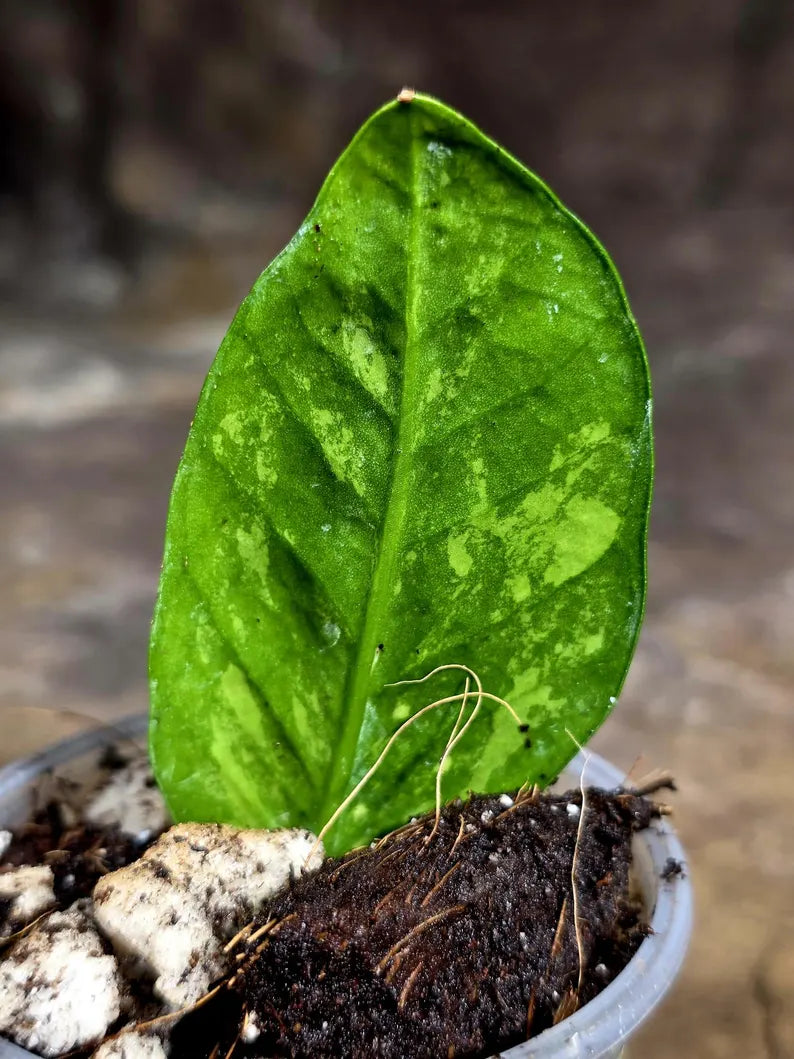 Variegated ZZ Gold Live Plant - Zamioculcas Zamiifolia (July-30-24)