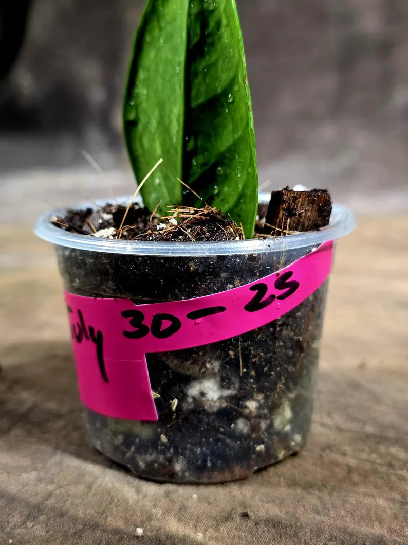 Variegated ZZ Gold Live Plant - Zamioculcas Zamiifolia (July-30-25)