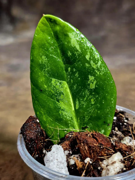 Variegated ZZ Gold Live Plant - Zamioculcas Zamiifolia (July-30-25)