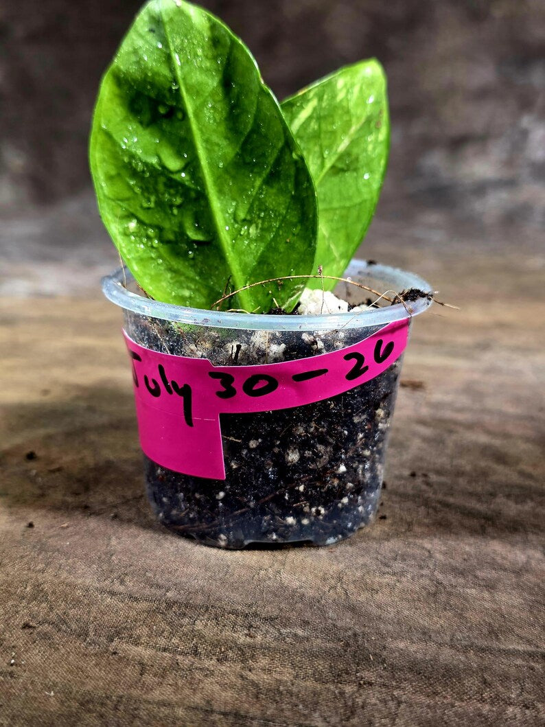 Variegated ZZ Gold Live Plant - Zamioculcas Zamiifolia (July-30-26)
