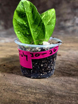 Variegated ZZ Gold Live Plant - Zamioculcas Zamiifolia (July-30-26)