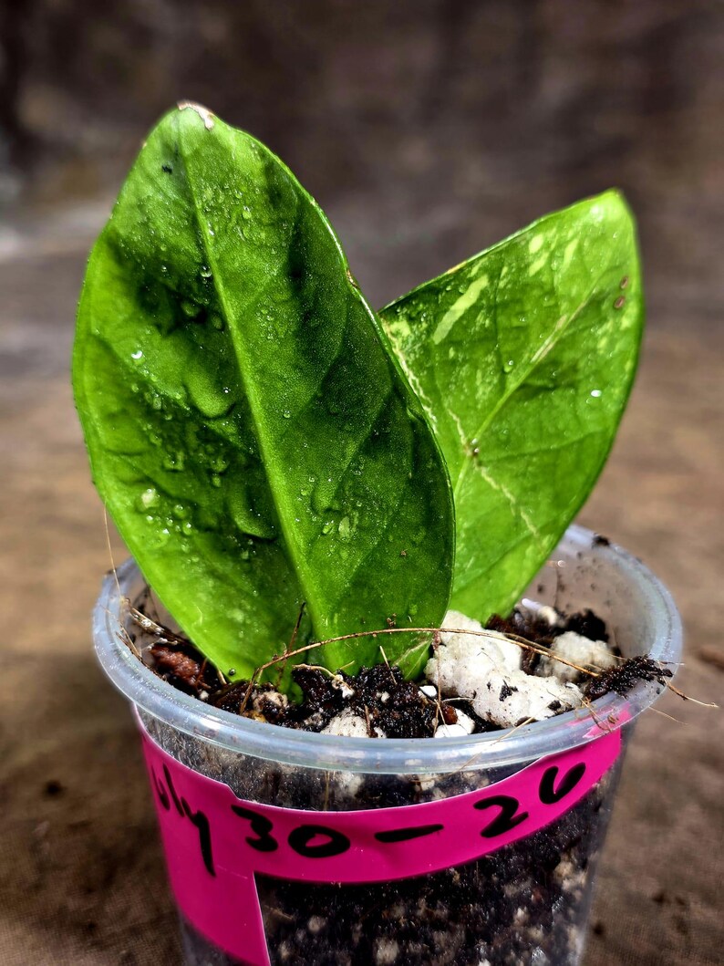 Variegated ZZ Gold Live Plant - Zamioculcas Zamiifolia (July-30-26)