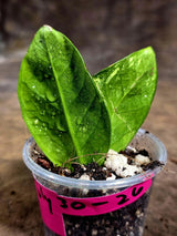 Variegated ZZ Gold Live Plant - Zamioculcas Zamiifolia (July-30-26)