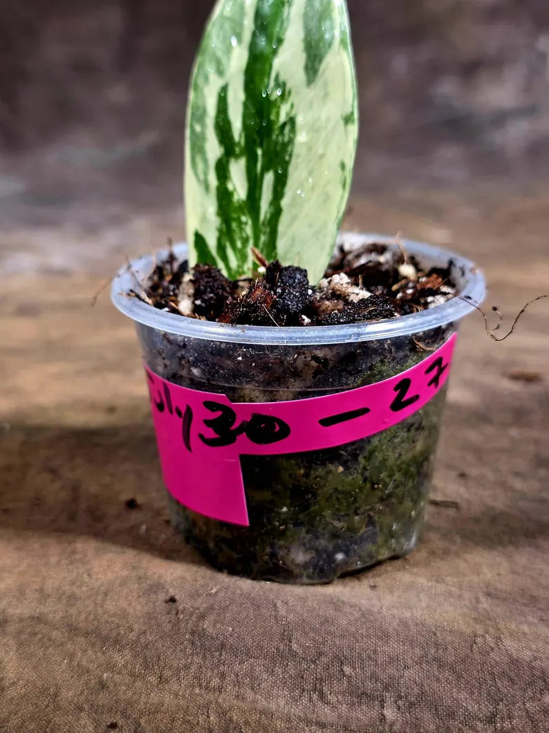 Variegated ZZ Gold Live Plant - Zamioculcas Zamiifolia (July-30-27)