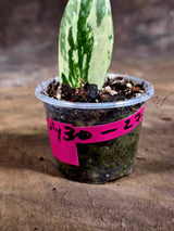 Variegated ZZ Gold Live Plant - Zamioculcas Zamiifolia (July-30-27)