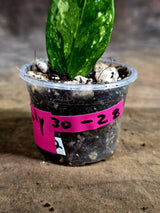 Variegated ZZ Gold Live Plant - Zamioculcas Zamiifolia (July-30-28)