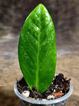 Variegated ZZ Gold Live Plant - Zamioculcas Zamiifolia (July-30-29)