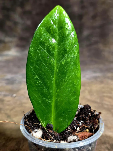 Variegated ZZ Gold Live Plant - Zamioculcas Zamiifolia (July-30-29)