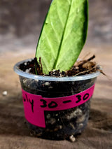 Variegated ZZ Gold Live Plant - Zamioculcas Zamiifolia (July-30-30)