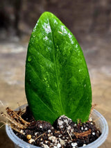 Variegated ZZ Gold Live Plant - Zamioculcas Zamiifolia (July-30-30)