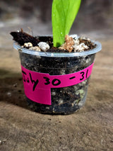Variegated ZZ Gold Live Plant - Zamioculcas Zamiifolia (July-30-31)