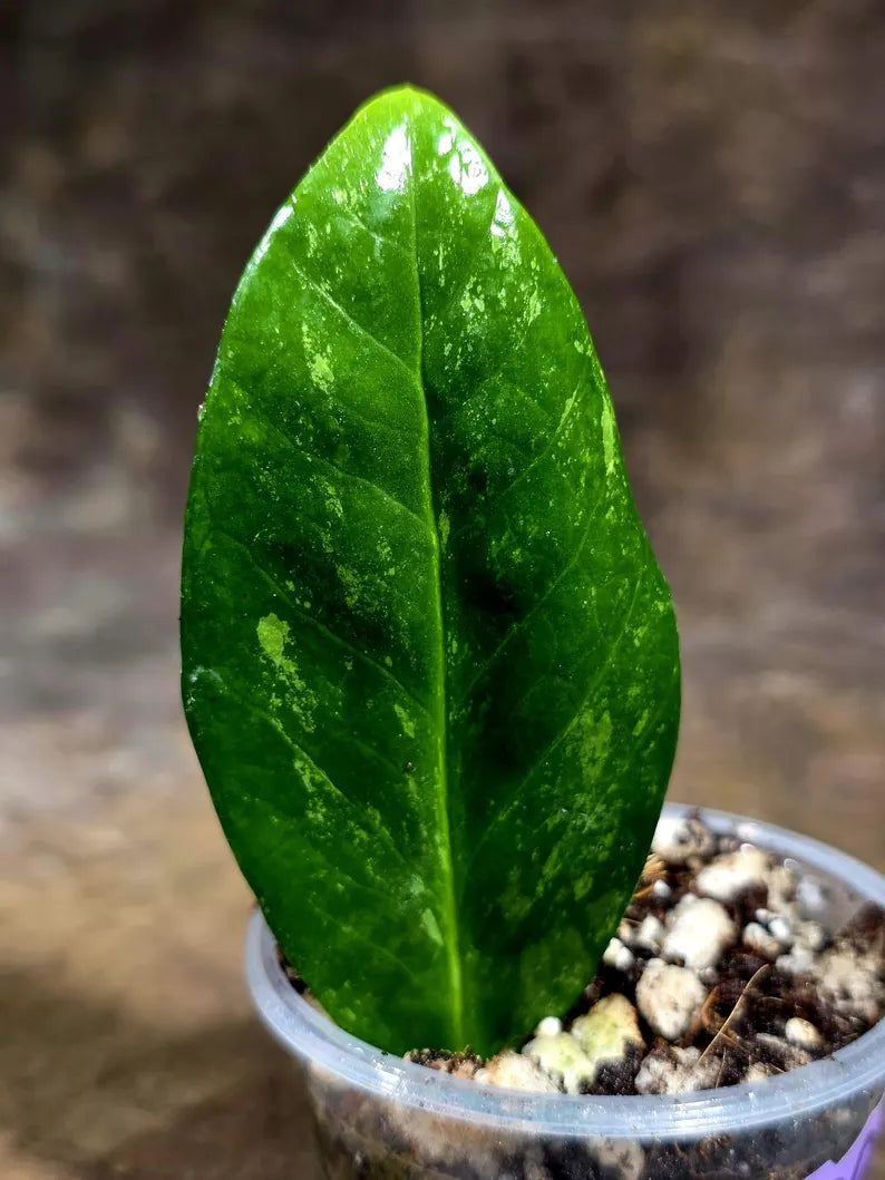 Variegated ZZ Gold Live Plant - Zamioculcas Zamiifolia (July-30-32)