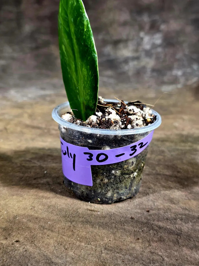 Variegated ZZ Gold Live Plant - Zamioculcas Zamiifolia (July-30-32)