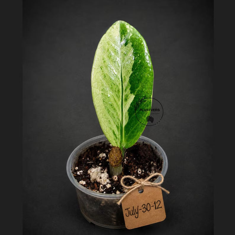 Variegated ZZ Gold Live Plant - Zamioculcas Zamiifolia (July-30-12)
