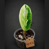 Variegated ZZ Gold Live Plant - Zamioculcas Zamiifolia (July-30-12)