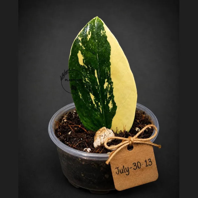 Variegated ZZ Gold Live Plant - Zamioculcas Zamiifolia (July-30-13)