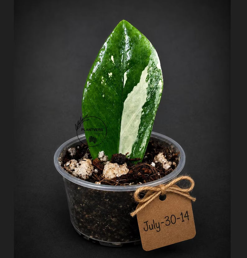 Variegated ZZ Gold Live Plant - Zamioculcas Zamiifolia (July-30-14)