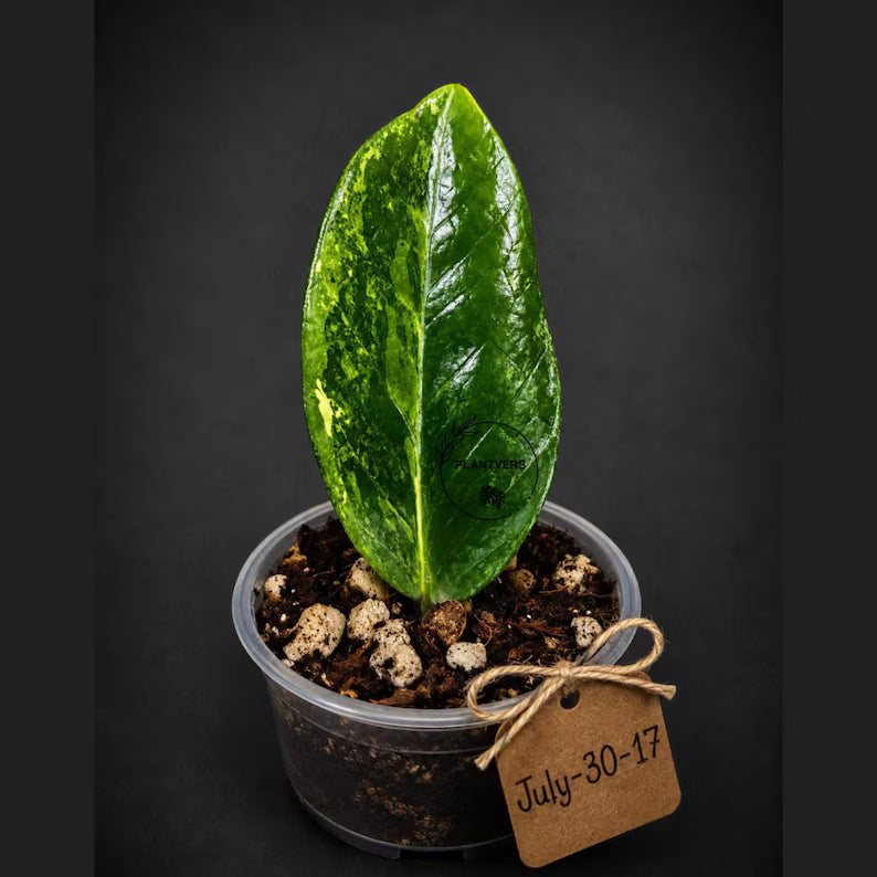 Variegated ZZ Gold Live Plant - Zamioculcas Zamiifolia (July-30-17)