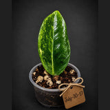 Variegated ZZ Gold Live Plant - Zamioculcas Zamiifolia (July-30-17)