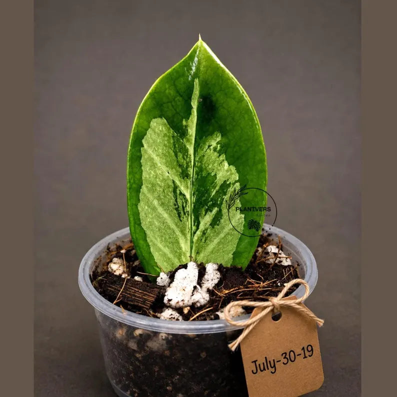 Variegated ZZ Gold Live Plant - Zamioculcas Zamiifolia (July-30-19)
