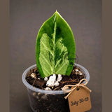 Variegated ZZ Gold Live Plant - Zamioculcas Zamiifolia (July-30-19)