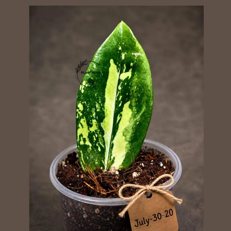 Variegated ZZ Gold Live Plant - Zamioculcas Zamiifolia (July-30-20)