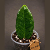 Variegated ZZ Gold Live Plant - Zamioculcas Zamiifolia (July-30-22)