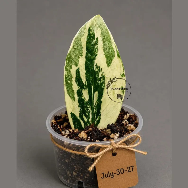 Variegated ZZ Gold Live Plant - Zamioculcas Zamiifolia (July-30-27)