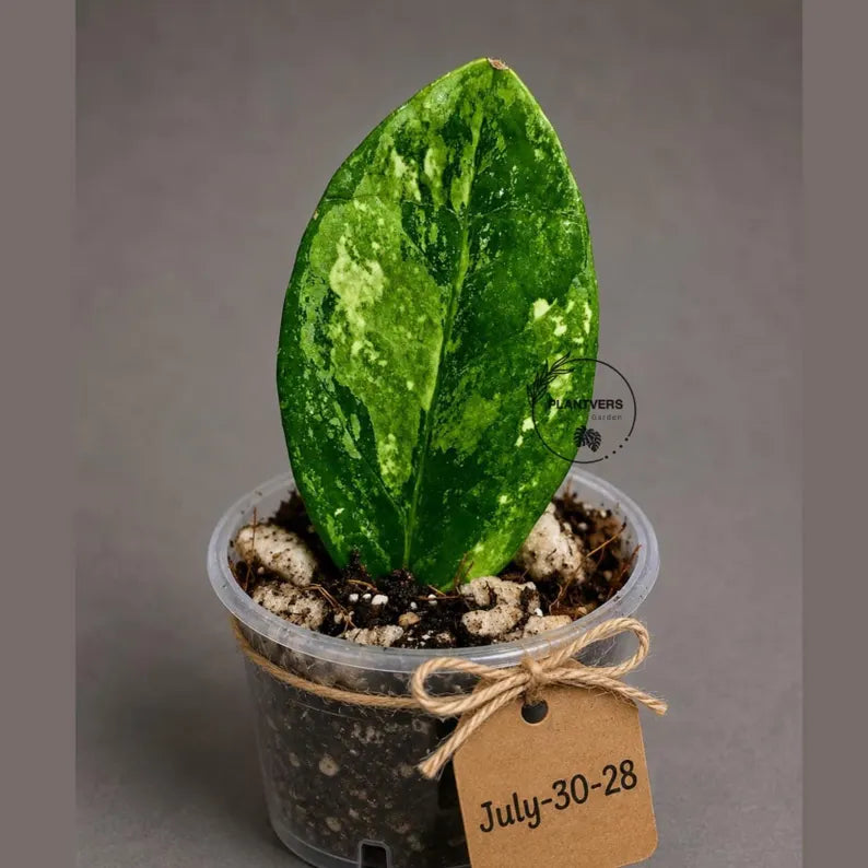 Variegated ZZ Gold Live Plant - Zamioculcas Zamiifolia (July-30-28)