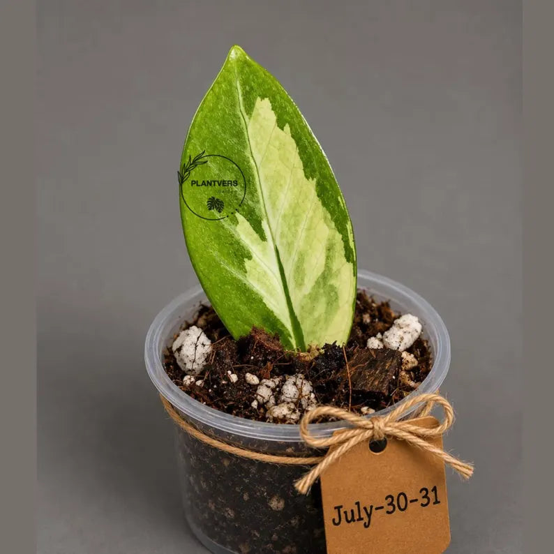 Variegated ZZ Gold Live Plant - Zamioculcas Zamiifolia (July-30-31)