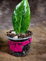 Variegated ZZ Gold Live Plant - Zamioculcas Zamiifolia (July-30-9)