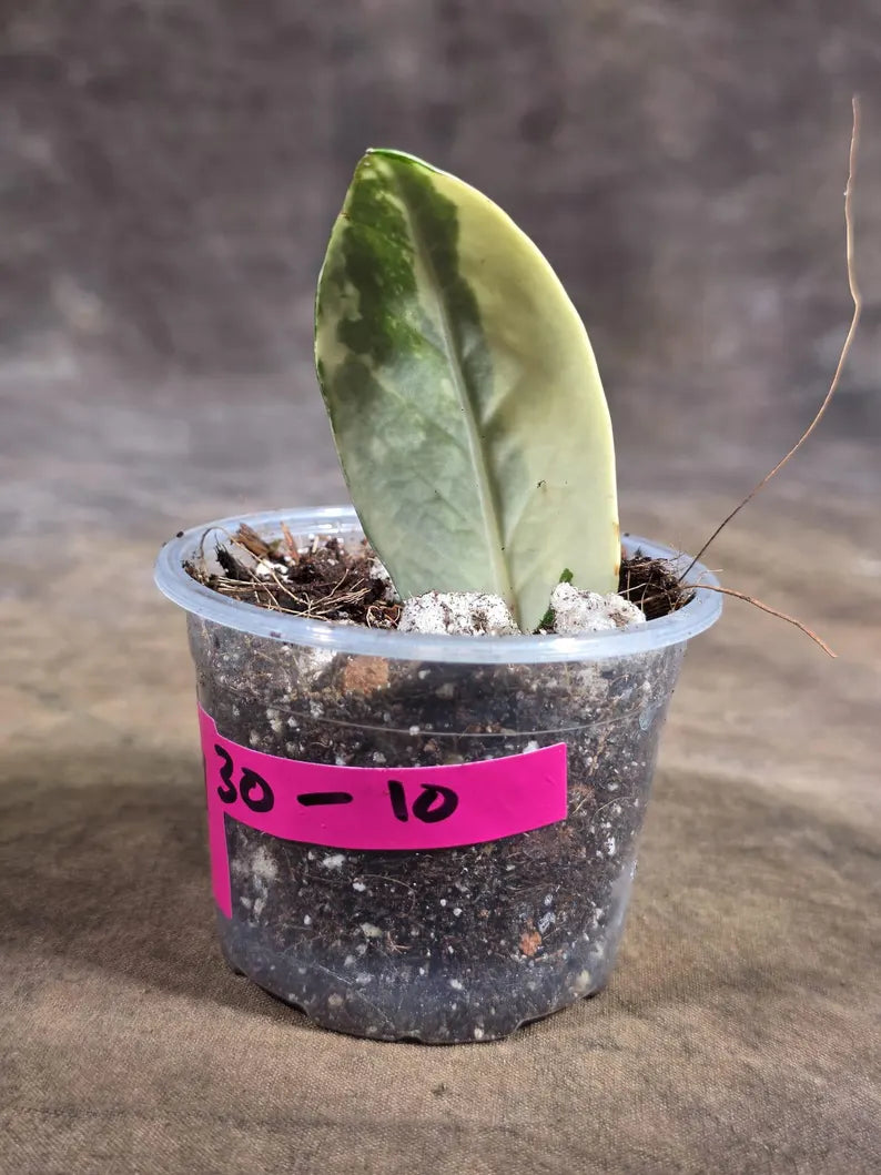 Variegated ZZ Gold Live Plant - Zamioculcas Zamiifolia (July-30-10)