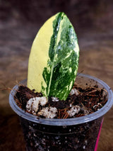 Variegated ZZ Gold Live Plant - Zamioculcas Zamiifolia (July-30-10)