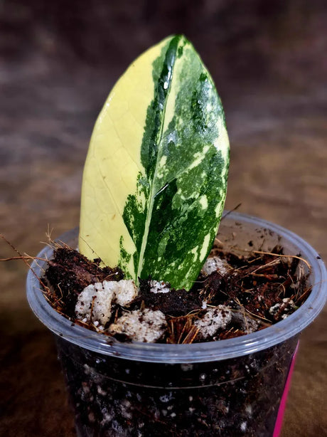 Variegated ZZ Gold Live Plant - Zamioculcas Zamiifolia (July-30-10)
