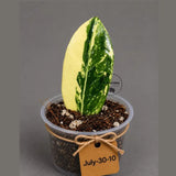 Variegated ZZ Gold Live Plant - Zamioculcas Zamiifolia (July-30-10)