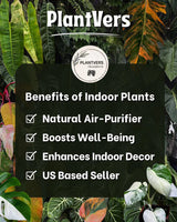 Philodendron Burle Marx White Snow Live Plant (July-31-57-ER)