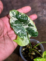 Philodendron Burle Marx White Snow Live Plant (July-31-57-ER)