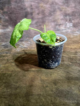 Philodendron Burle Marx White Snow Live Plant (July-31-55-ER)