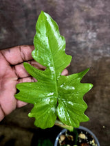 Philodendron Florida Beauty x Mayoi Low Variegated (July-31-53-ER)