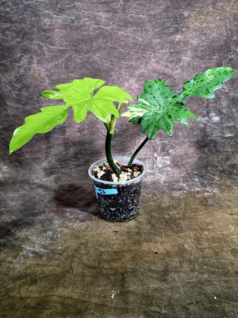 Philodendron Florida Beauty x Mayoi Low Variegated (July-31-53-ER)