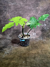 Philodendron Florida Beauty x Mayoi Low Variegated (July-31-53-ER)