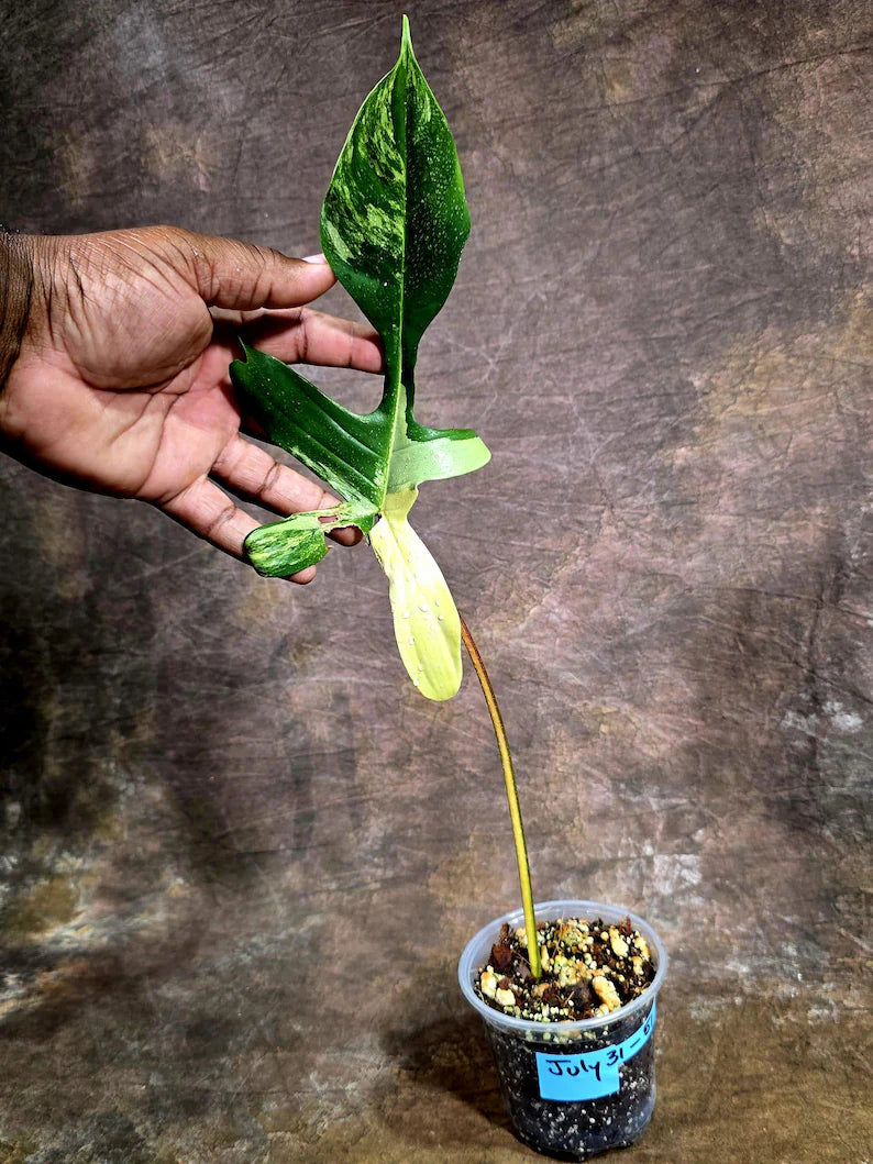 Variegated Philodendron Florida Beauty Live Plant (July-31-51-ER)