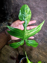 Variegated Philodendron Florida Beauty Live Plant (July-31-52-ER)