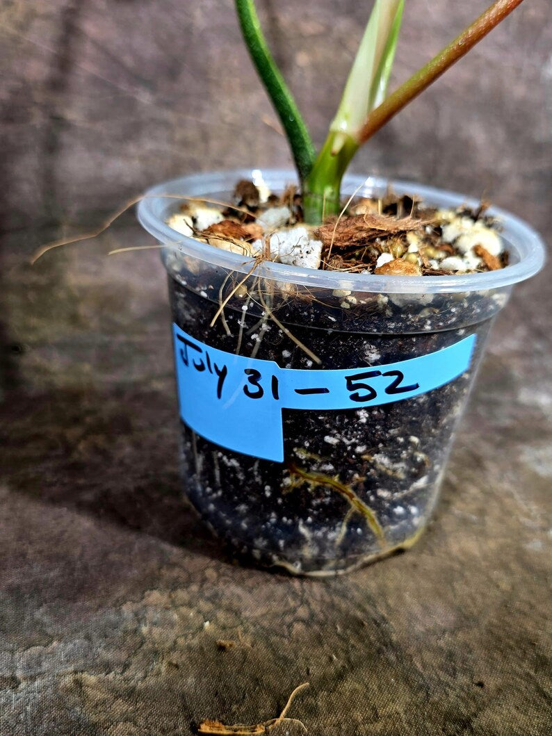 Variegated Philodendron Florida Beauty Live Plant (July-31-52-ER)