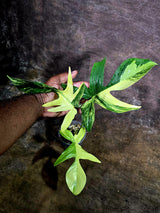 Variegated Philodendron Florida Beauty Live Plant (July-31-54-ER)