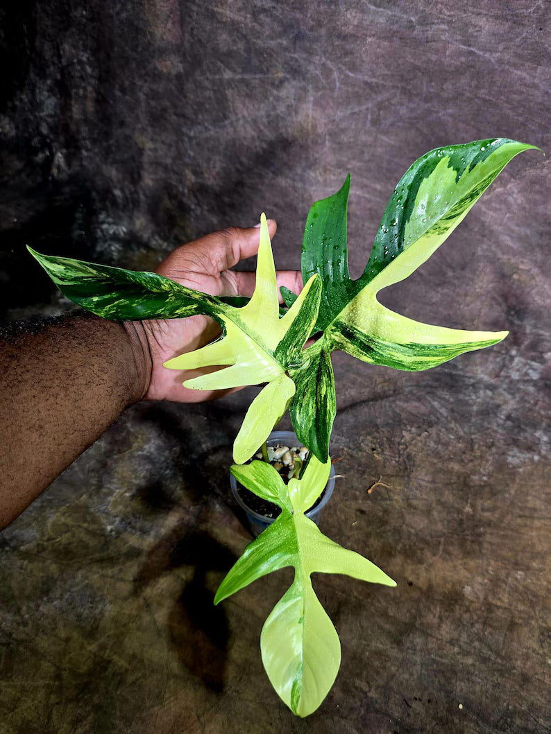 Variegated Philodendron Florida Beauty Live Plant (July-31-54-ER)