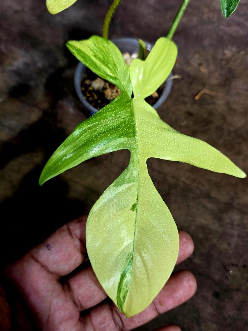 Variegated Philodendron Florida Beauty Live Plant (July-31-54-ER)