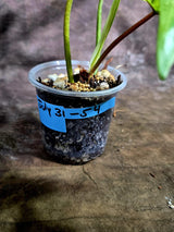 Variegated Philodendron Florida Beauty Live Plant (July-31-54-ER)
