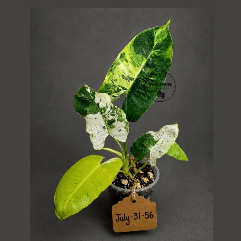 Philodendron Burle Marx White Snow Live Plant (July-31-56-ER)