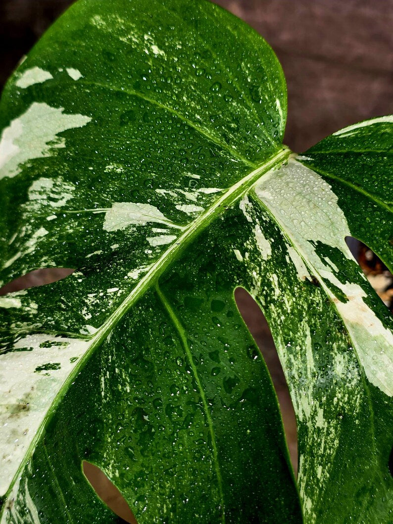 Variegated Monstera Albo Live Plant - Single Leaf Plant (Aug-12-28)